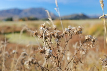 Dried autumn seed heads in sharp focus, with a blurred backdrop of fields and distant mountains near Castle Hill, Canterbury, New Zealand, in May 2025. Illustrating the seasonal landscape.