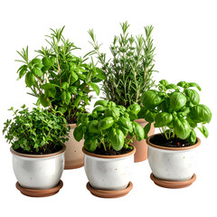 Fresh green herbs grow in decorative pots on a dark background.