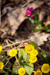Vibrant yellow coltsfoot flowers bloom among dry leaves, signaling spring's arrival. Blurred pink blossoms add depth to the natural, sunny forest floor