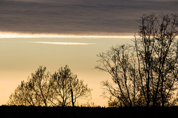 Silhouettes of bare trees against a soft, gradient sky at sunset. Dark tree outlines contrast with the warm evening light and horizontal clouds above