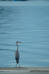 Japan Kyoto Ine Ine's Funaya Funaya