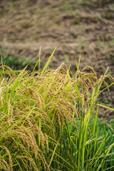 Japan Kyoto Tango Railway Yura River Bridge