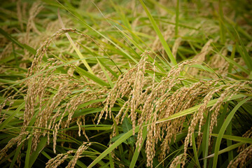 Japan Kyoto Tango Railway Yura River Bridge