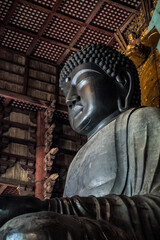 Japan Nara deer Nara Park deer 