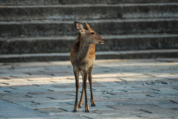 Japan Nara deer Nara Park deer 