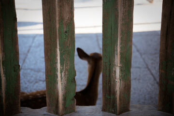 Japan Nara deer Nara Park deer 