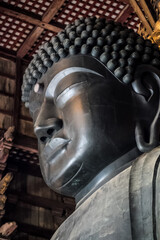 Japan Nara deer Nara Park deer 