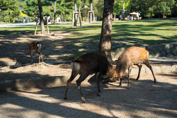 Japan Nara deer Nara Park deer 
