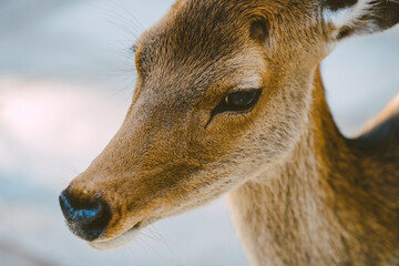 Japan Nara deer Nara Park deer 