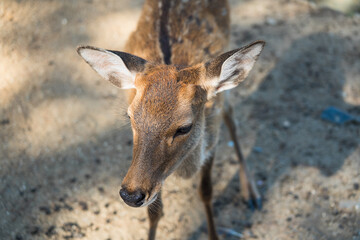 Japan Nara deer Nara Park deer 