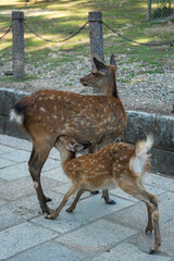 Japan Nara deer Nara Park deer 