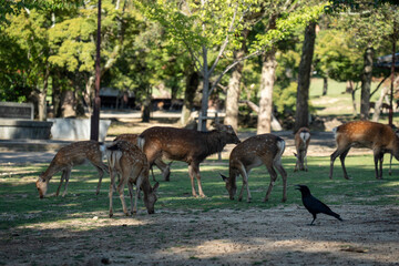 Japan Nara deer Nara Park deer 