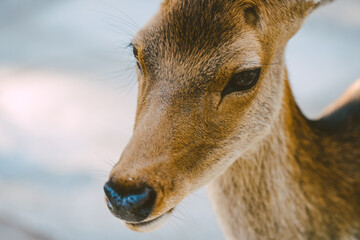 Japan Nara deer Nara Park deer 