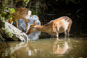 Japan Nara deer Nara Park deer 
