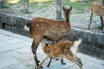 Japan Nara deer Nara Park deer 