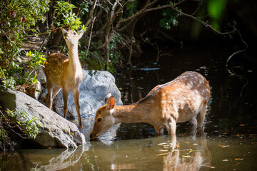 Japan Nara deer Nara Park deer 