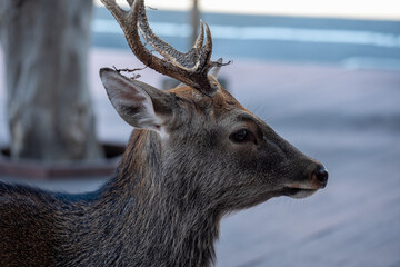 Japan Nara deer Nara Park deer 