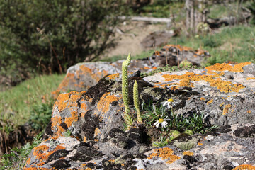 Succulent houseleek (Sempervivum tectorum) in rare flowering stage with stalk