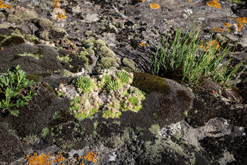 Vibrant houseleek (Sempervivum tectorum) plant rosettes forming hens and chicks cluster