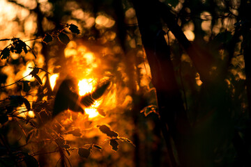 Silhouetted leaves and branches against a vibrant golden sunset creating a beautiful bokeh effect....