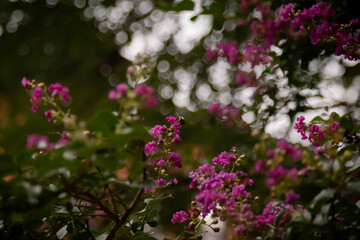 Bee on Bright Pink Flowers in Soft Natural Light