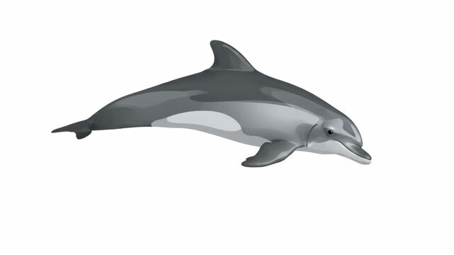 Cartoon Dolphin Illustration - This video features a stylized dolphin in a sleek and simplified design, showcasing its streamlined body and playful expression.