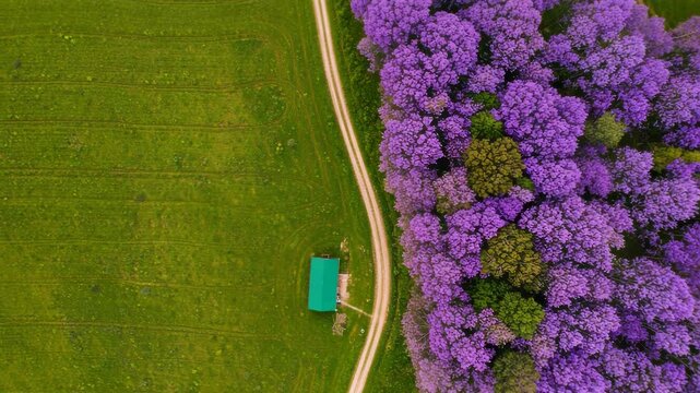 Aerial view of a vibrant jacaranda forest next to a green field