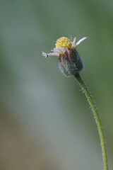 A close-up view of a small, delicate white and yellow wild daisy-like flower on a blurred green background.