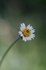 Obraz premium A close-up view of a small, delicate white and yellow wild daisy-like flower on a blurred green background.