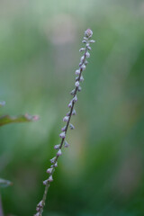 close up of a flower of a plant