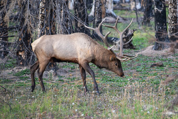 Elk Feeding in Post-Fire Forest, Jasper National Park, Alberta, A wild elk feeds peacefully in a forest recovering from wildfire in Jasper National Park