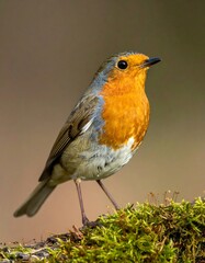 Fototapeta premium Close-up of small bird with orange breast, perched on mossy branch