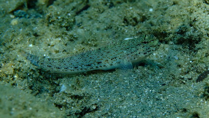 Fototapeta premium Bucchich's goby (Gobius bucchichi) undersea, Aegean Sea, Greece, Halkidikii, Pirgos beach