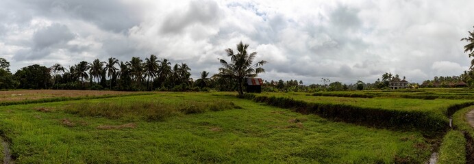 Panorama landscape with rice fields, Bali, 2025