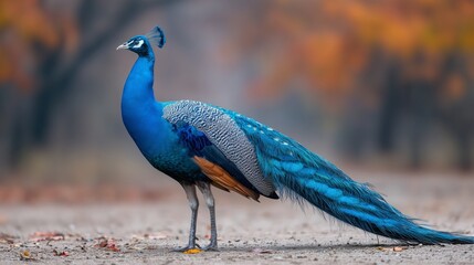 Beautiful Blue Peacock Standing On Pathway In Autumn Park With Colorful Feathers And Soft Natural Light In Peaceful Surroundings
