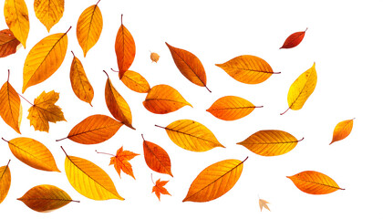 Obraz premium Falling Autumn Leaves Isolated on White Background