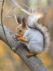 The squirrel with nut sits on tree in the autumn. Eurasian red squirrel, Sciurus vulgaris.