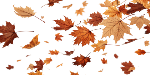Autumn Leaves Falling Background with Isolated Transparent Black Backdrop for Creative Design and Seasonal Projects
