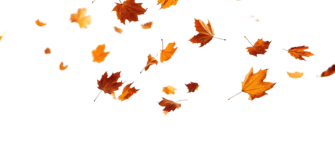 Autumn leaves gracefully falling on a dark background symbolizing seasonal change and beautiful nature