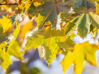 Maple branches with yellow leaves in autumn, in the light of sunset.