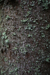 Close-up Texture of Tree Bark with Green Lichen Growth in Natural Forest Setting