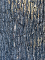Obraz premium Bark texture and background of a old tree trunk. Detailed bark texture.