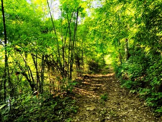 A path in the forest, Chiangmai Thailand.