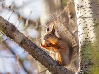 The squirrel with nut sits on tree in the autumn. Eurasian red squirrel, Sciurus vulgaris.