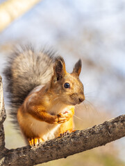 Squirrel sits on a branch in Autumn park
