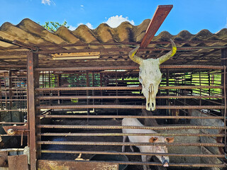 Wild pig corral in the forest with cow skeleton and tied bull outside  
