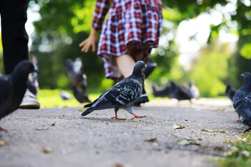 Children Running Through Park Chasing Pigeons on Sunny Day
