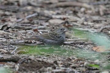 地面に降りたクロジ