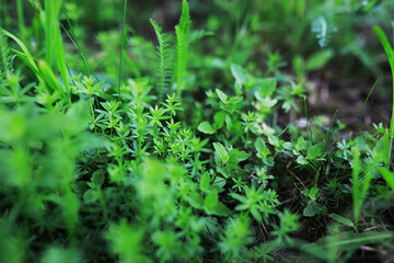 Lush Greenery and Vibrant Foliage in an Enchanting Forest Garden