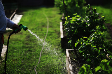 Gardener Watering Lush Green Vegetable Garden with Hose on Sunny Day